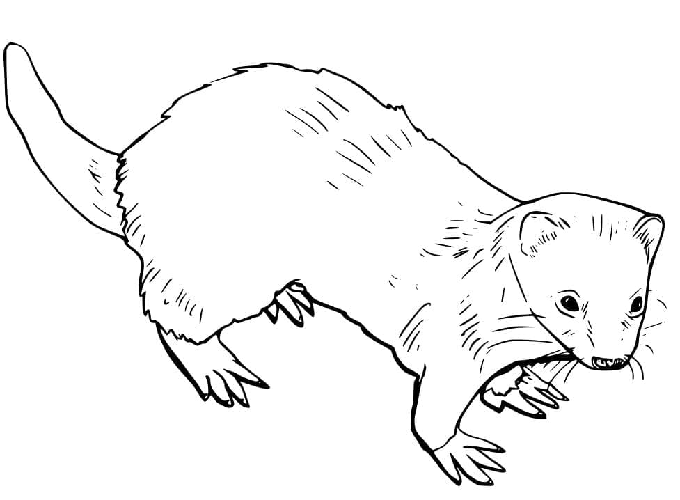 Furet 1 coloring page