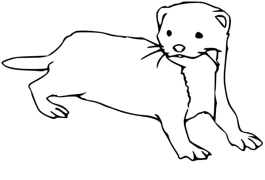 Furet 3 coloring page
