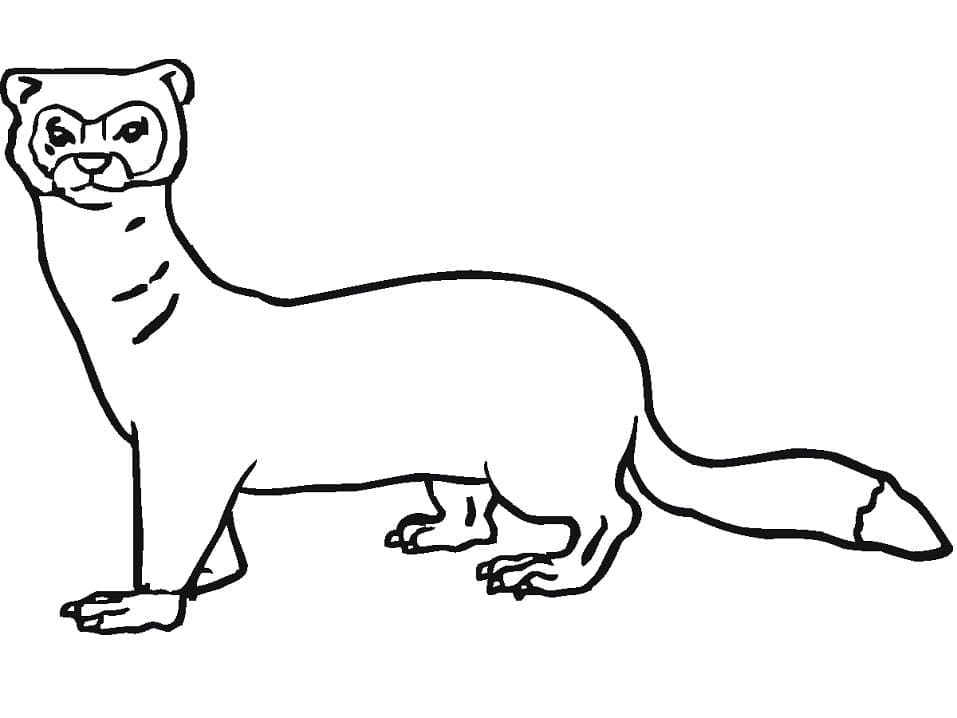 Furet 5 coloring page