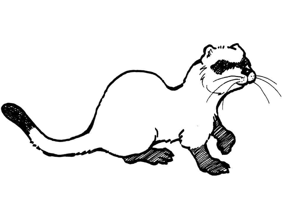 Furet 9 coloring page