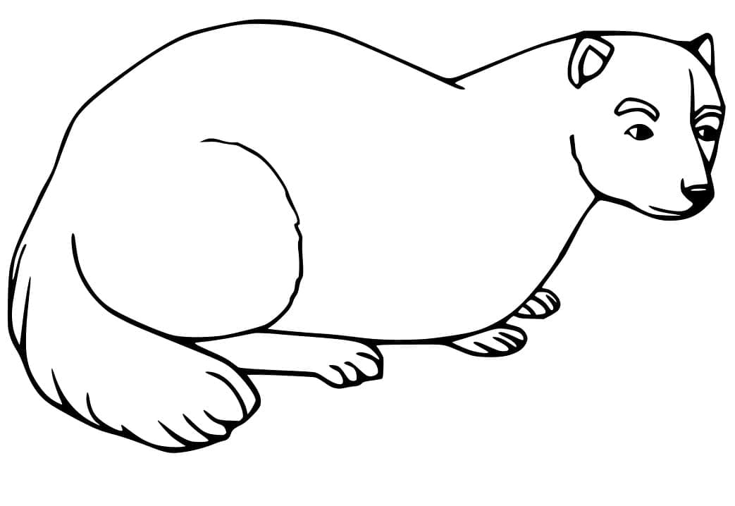 Furet Imprimable coloring page