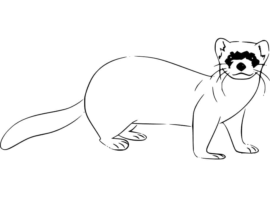 Furet Normal coloring page