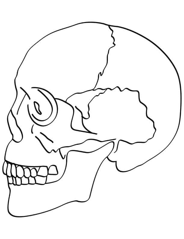 Le Crâne coloring page