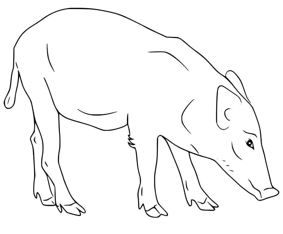 Sanglier 1 coloring page