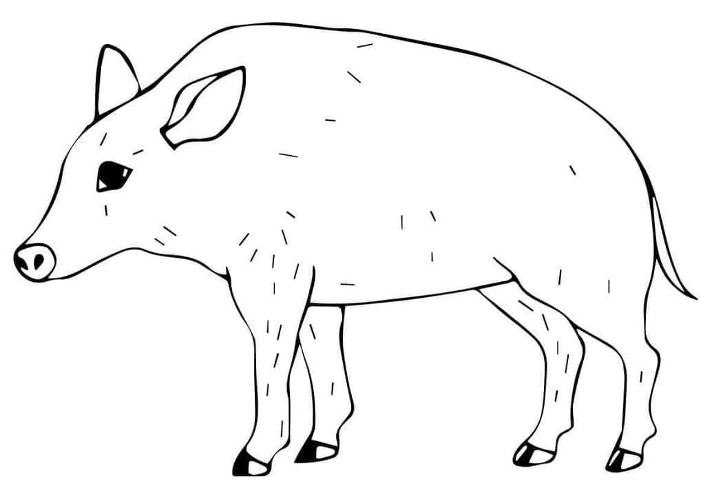 Sanglier 4 coloring page