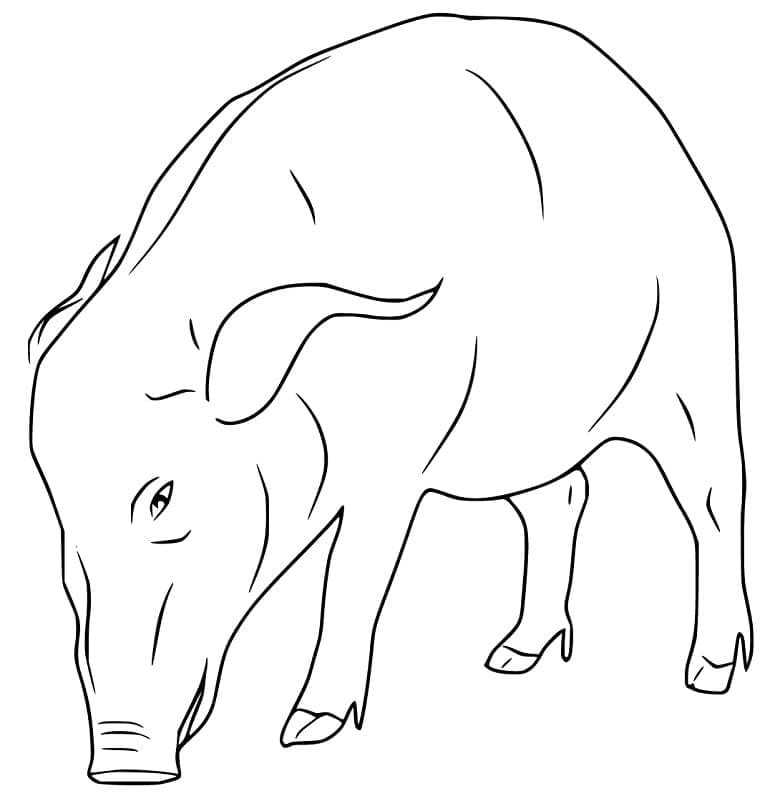 Sanglier Imprimable coloring page