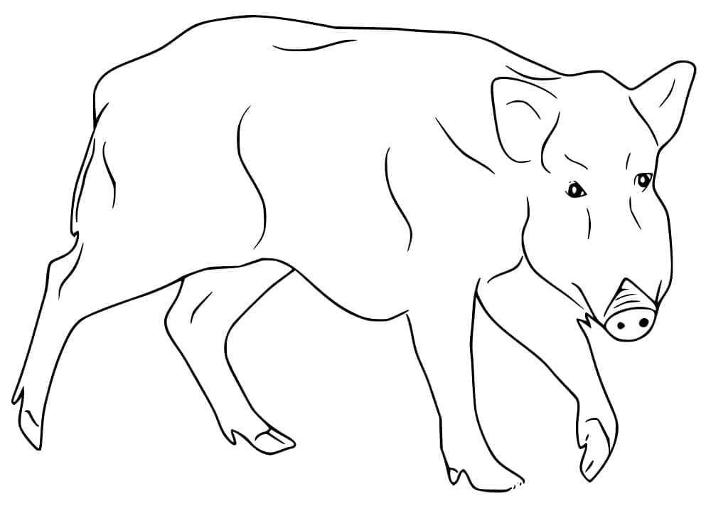 Sanglier Simple coloring page