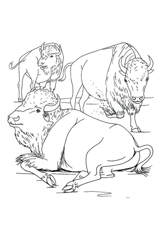 Trois Bisons coloring page