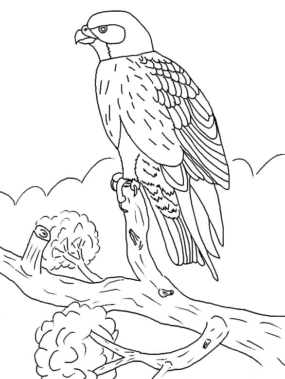 Un Faucon coloring page