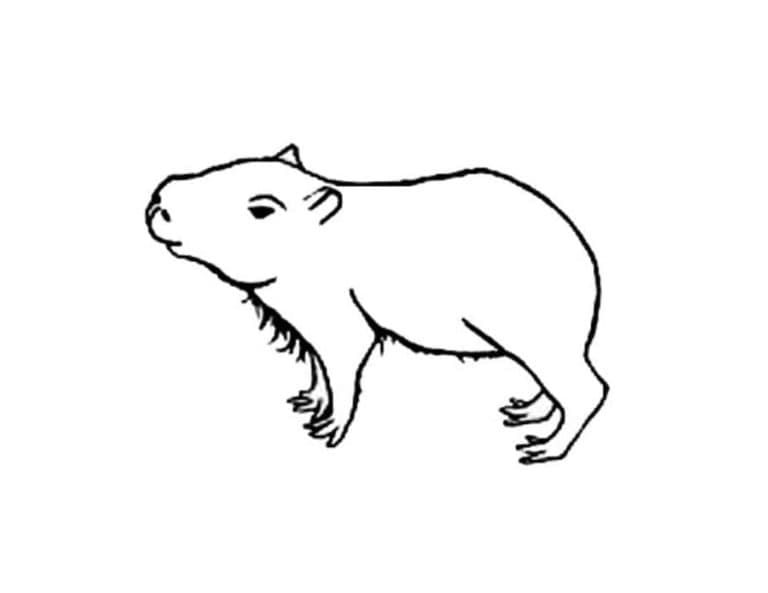 Bébé Capybara coloring page