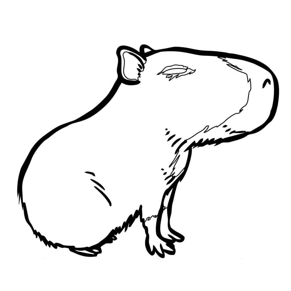 Coloriage Capybara Amical