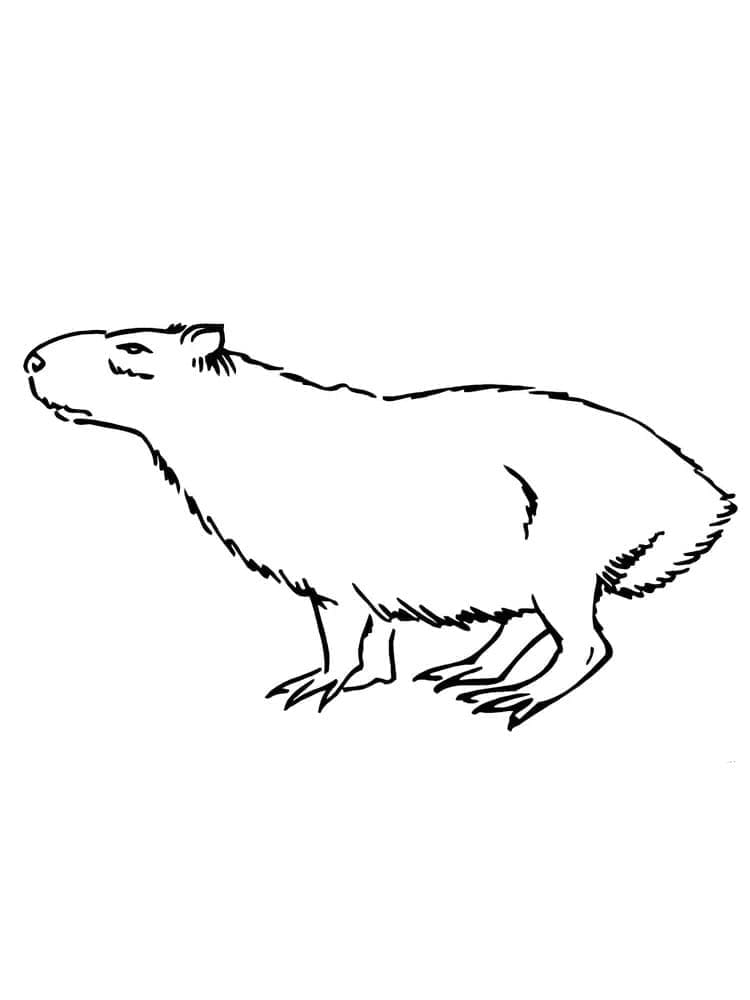 Capybara Curieux coloring page