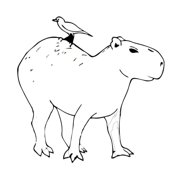 Capybara et Oiseau coloring page