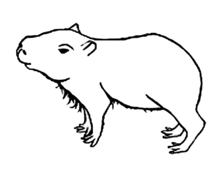 Capybara Facile coloring page