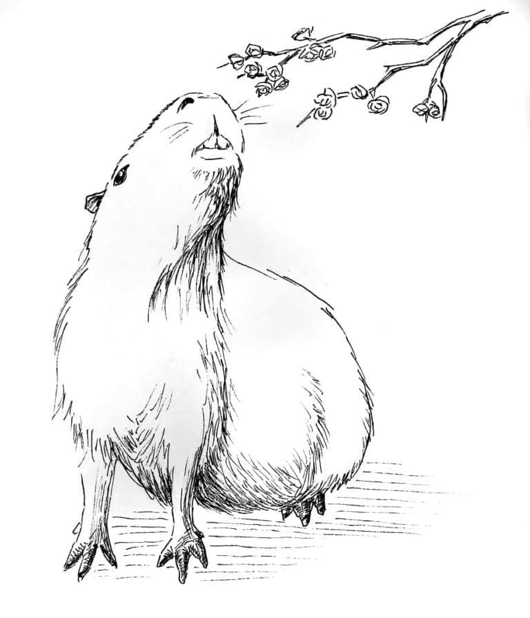 Capybara Gratuit Pour les Enfants coloring page