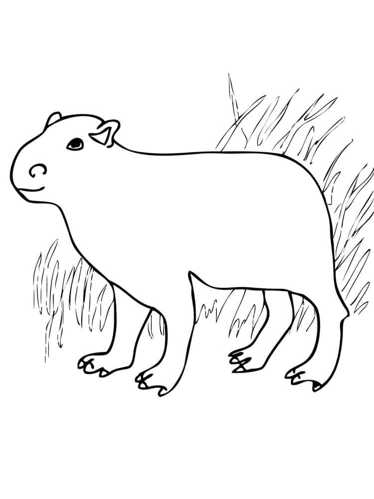Coloriage Capybara Heureux