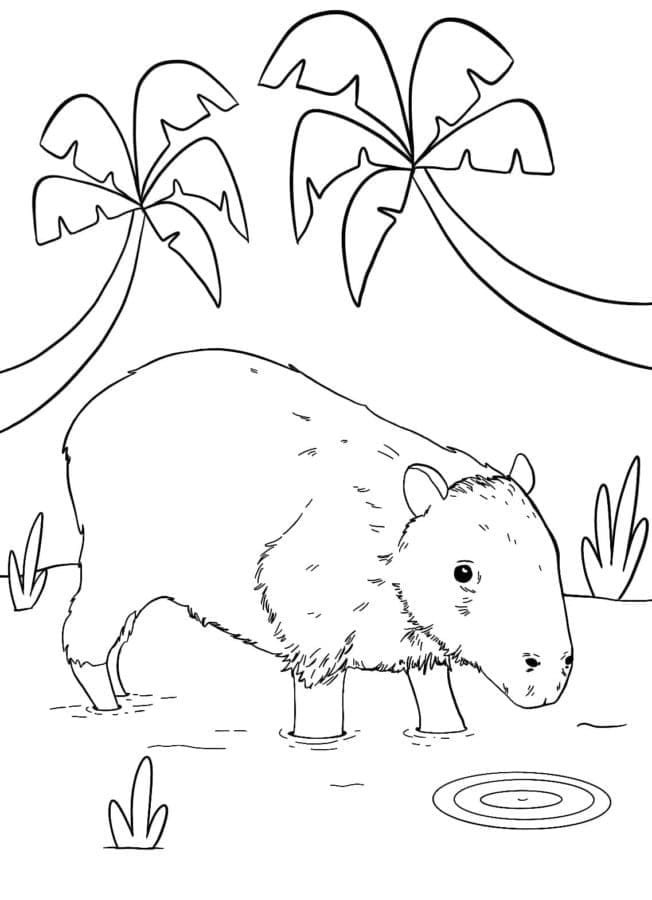 Coloriage Capybara Normal
