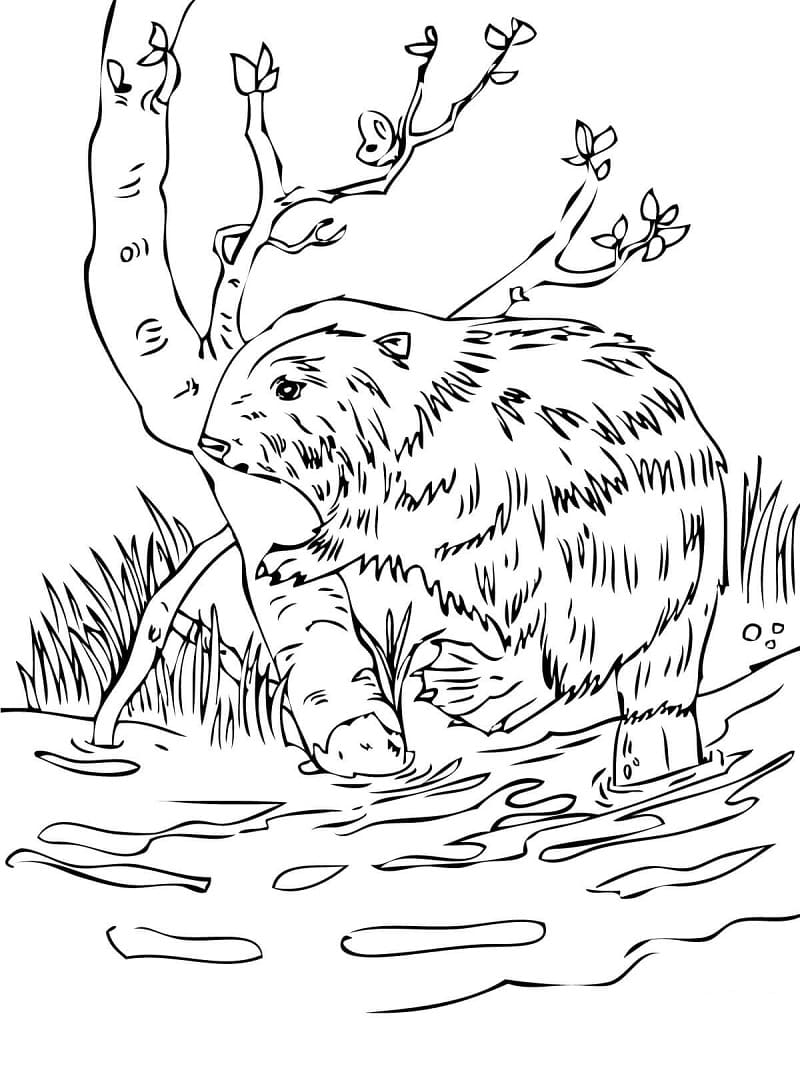 Castor Normal coloring page