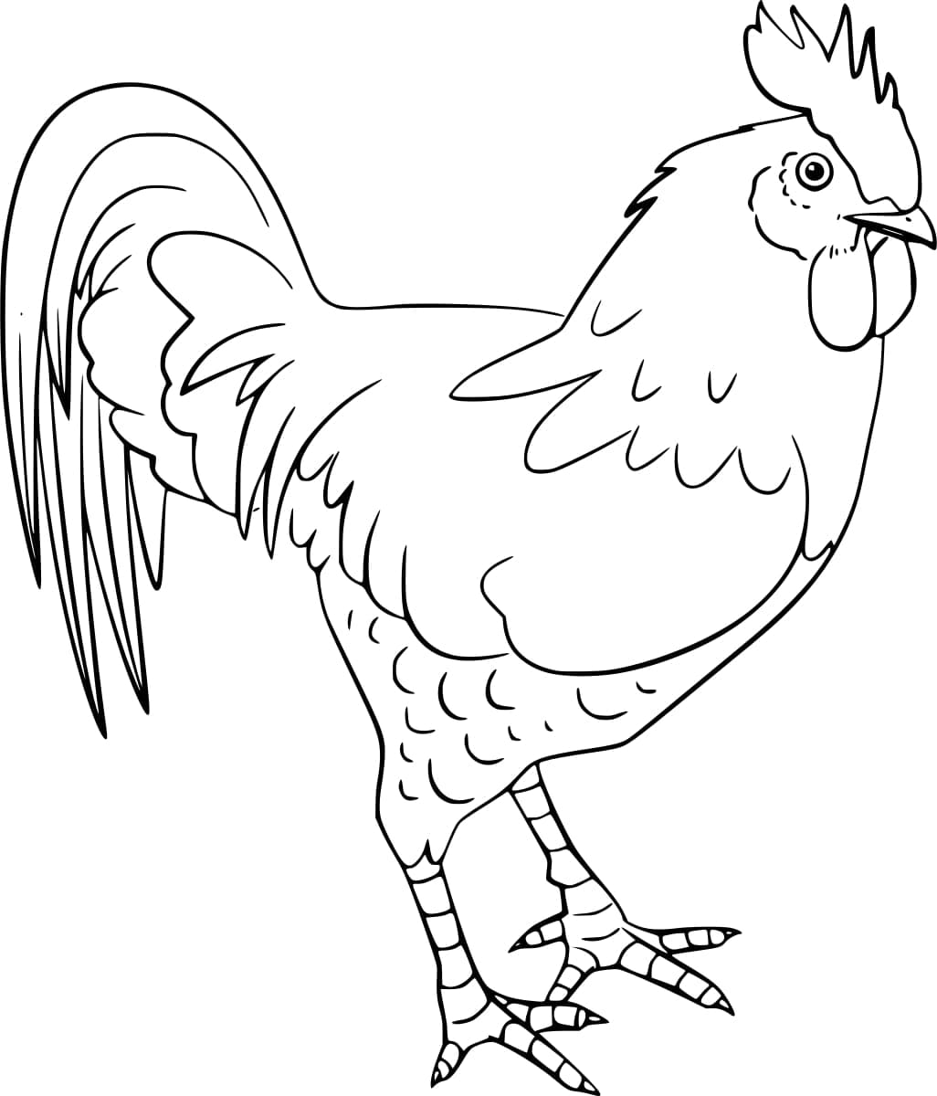 Coq Ordinaire coloring page