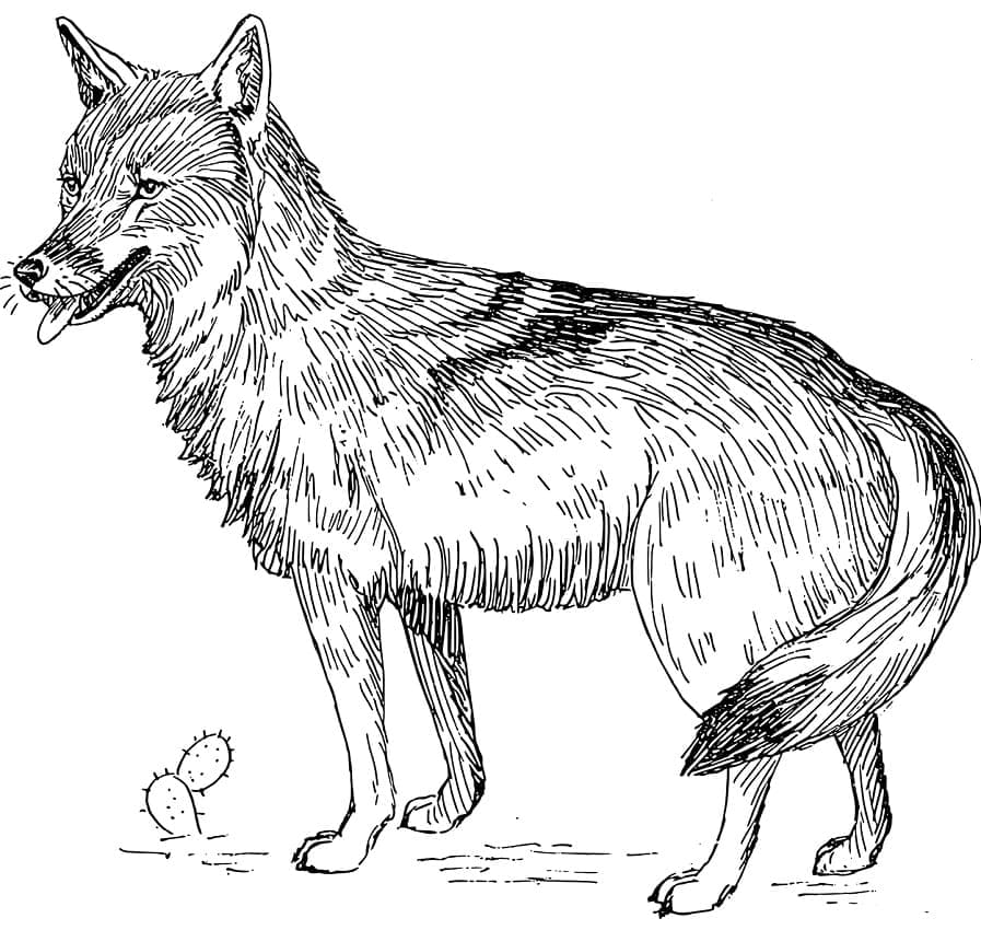 Coloriage Coyote à l'état Sauvage