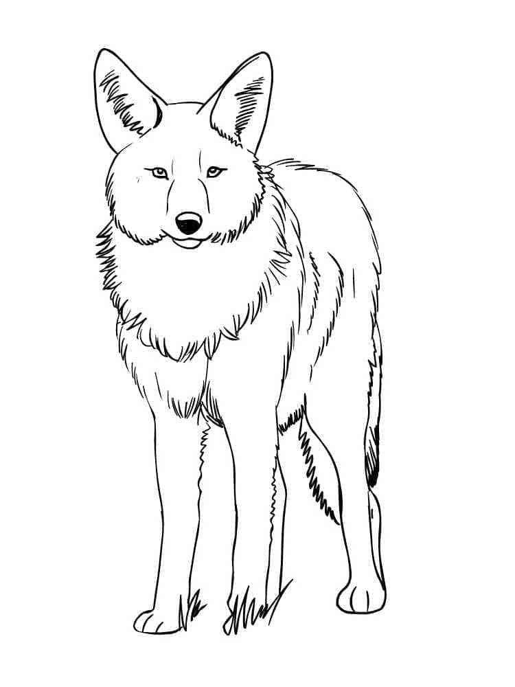Coyote Debout coloring page