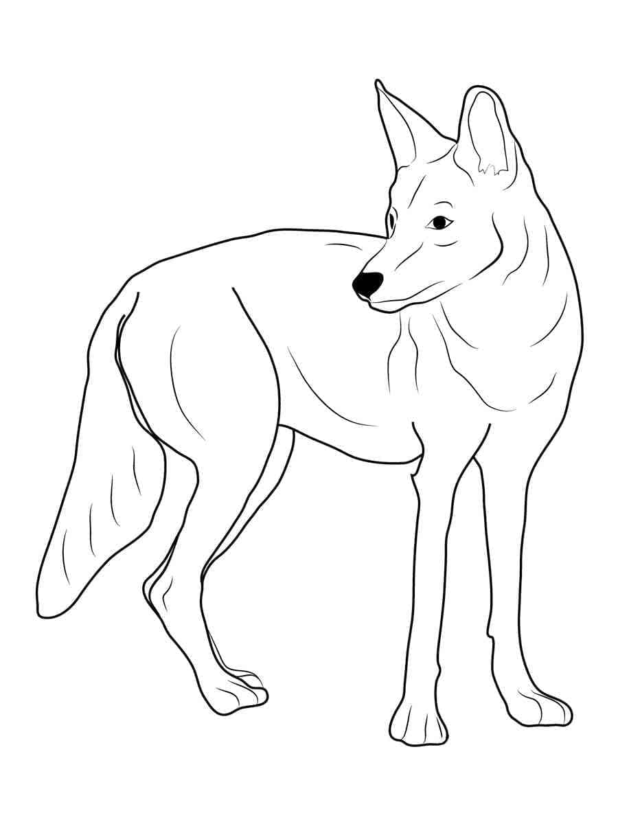 Coyote Facile coloring page