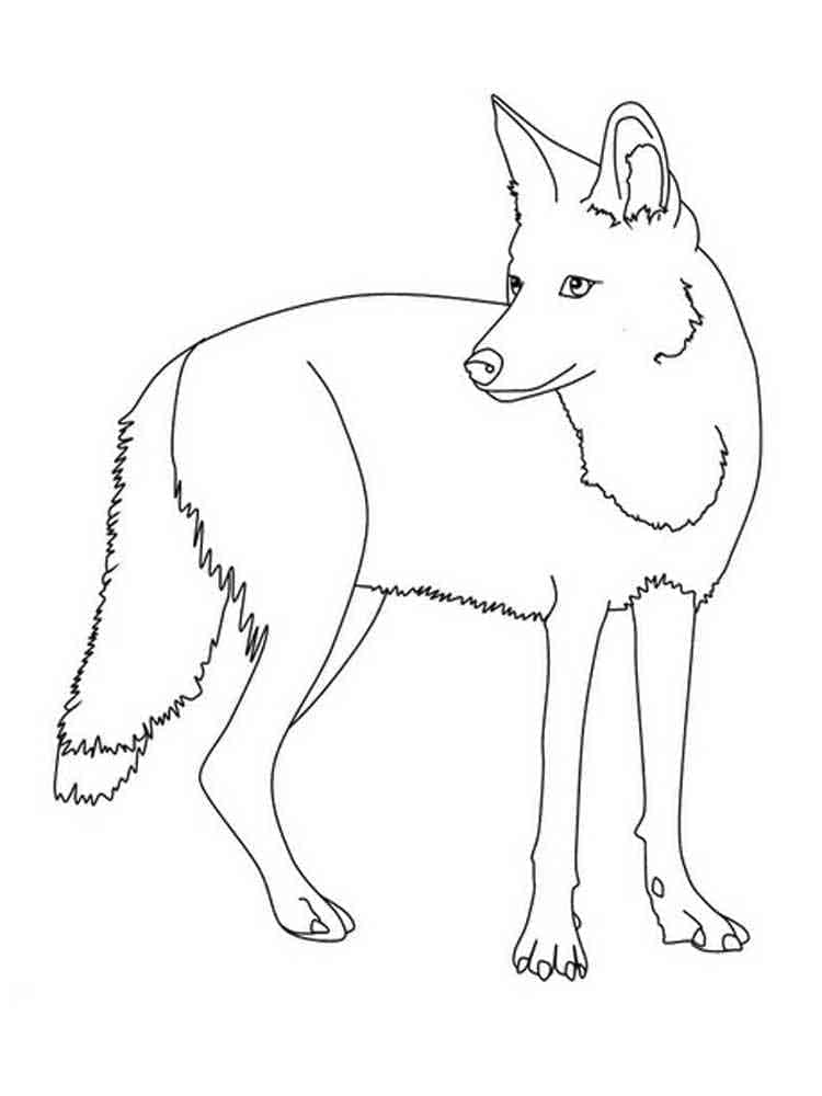 Coloriage Coyote Imprimable