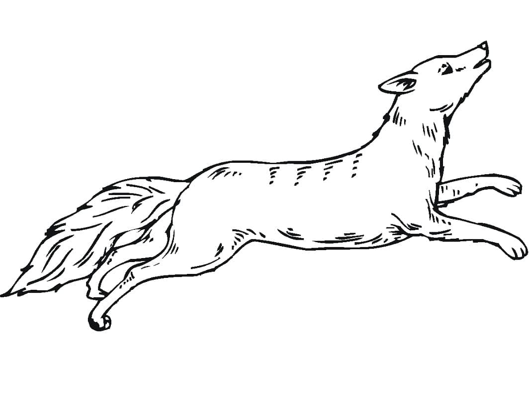 Coyote qui Court coloring page