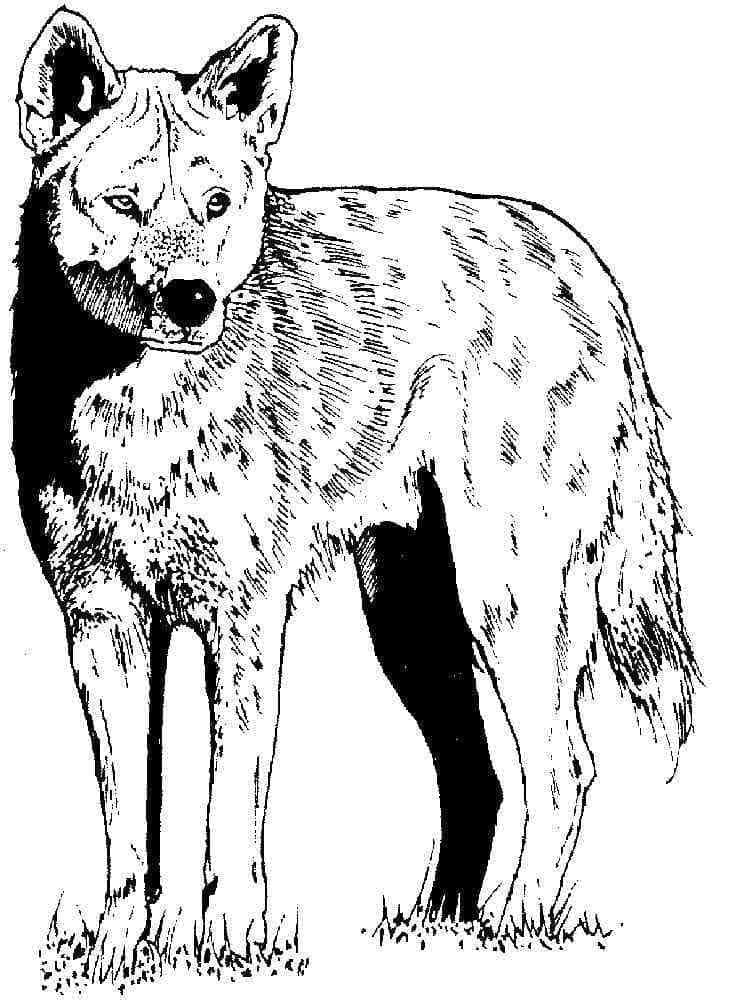 Coloriage Coyote Sauvage