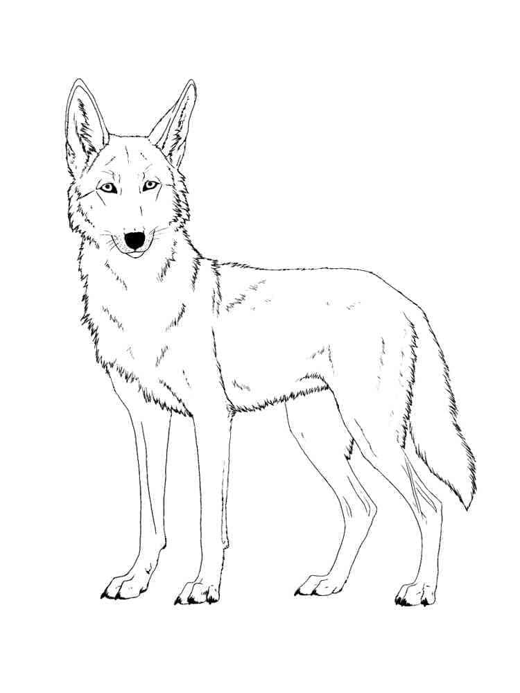 Dessin de Coyote coloring page