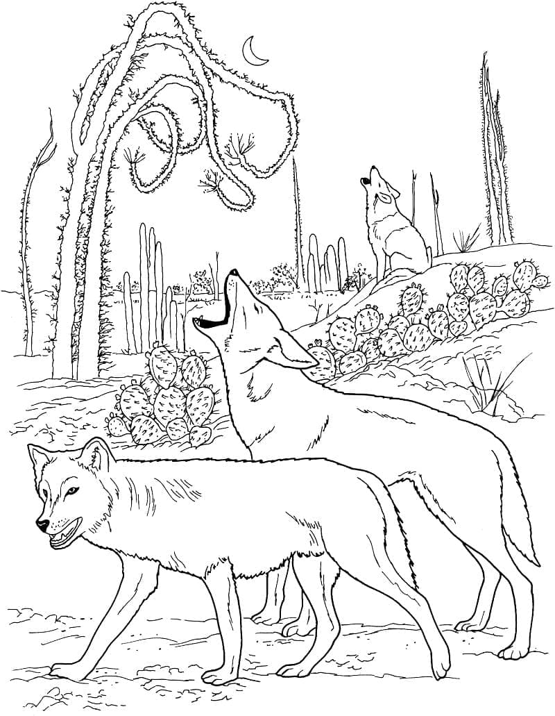 Deux Coyotes coloring page