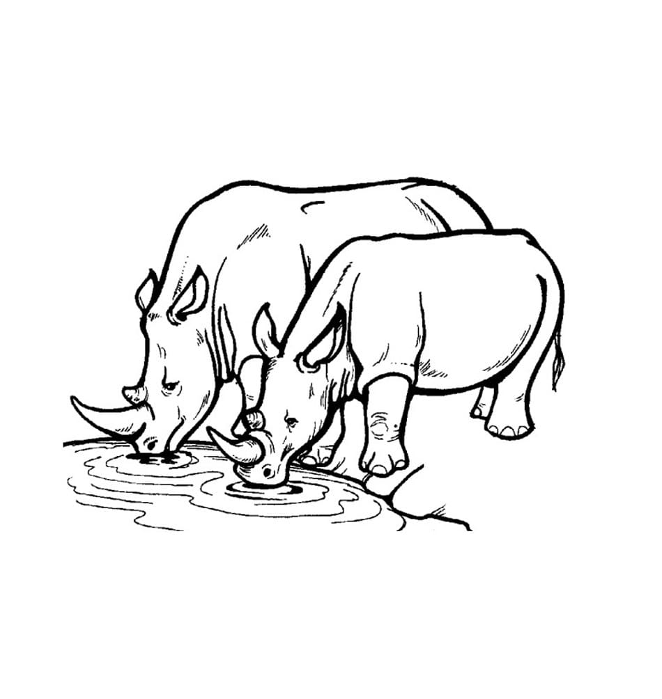 Coloriage Deux Rhinocéros