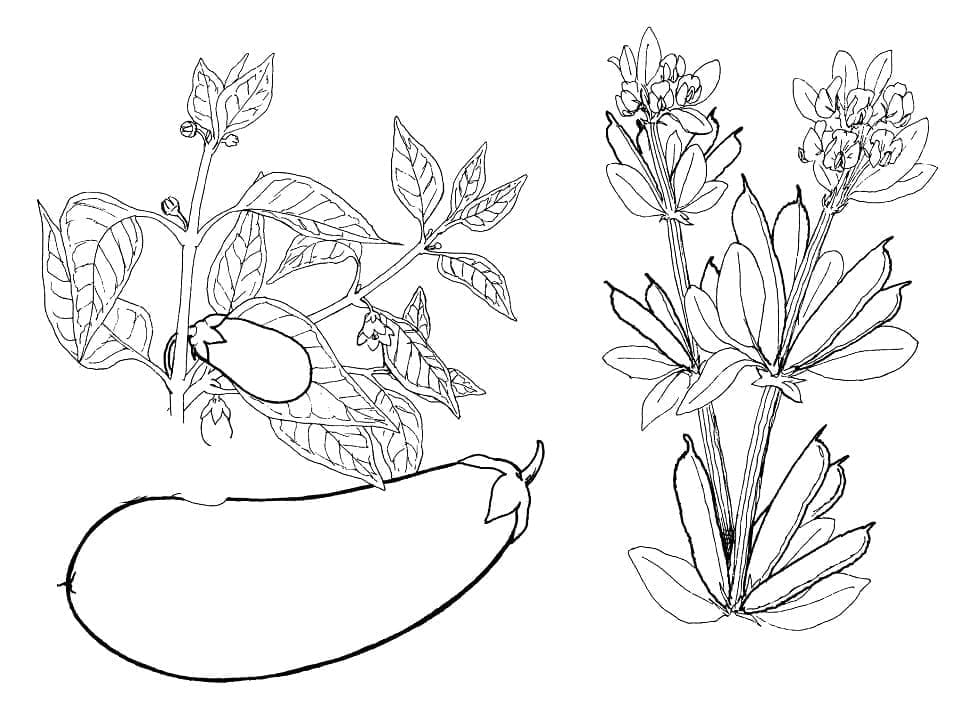 Image d’Aubergines coloring page