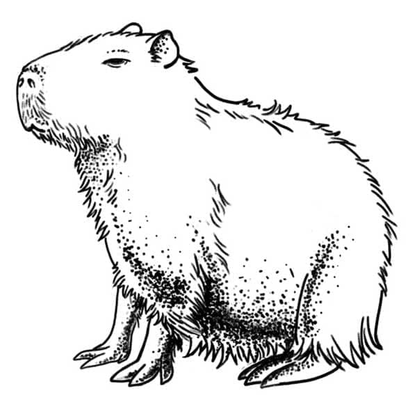 Photo de Capybara coloring page