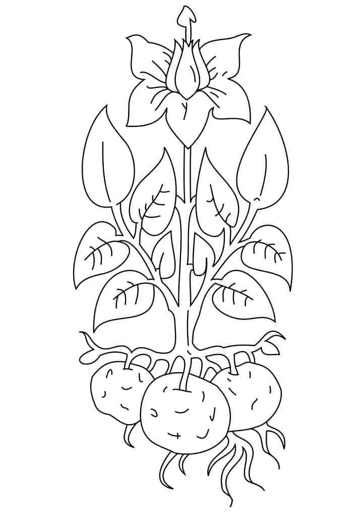 Plant de Pomme de Terre coloring page