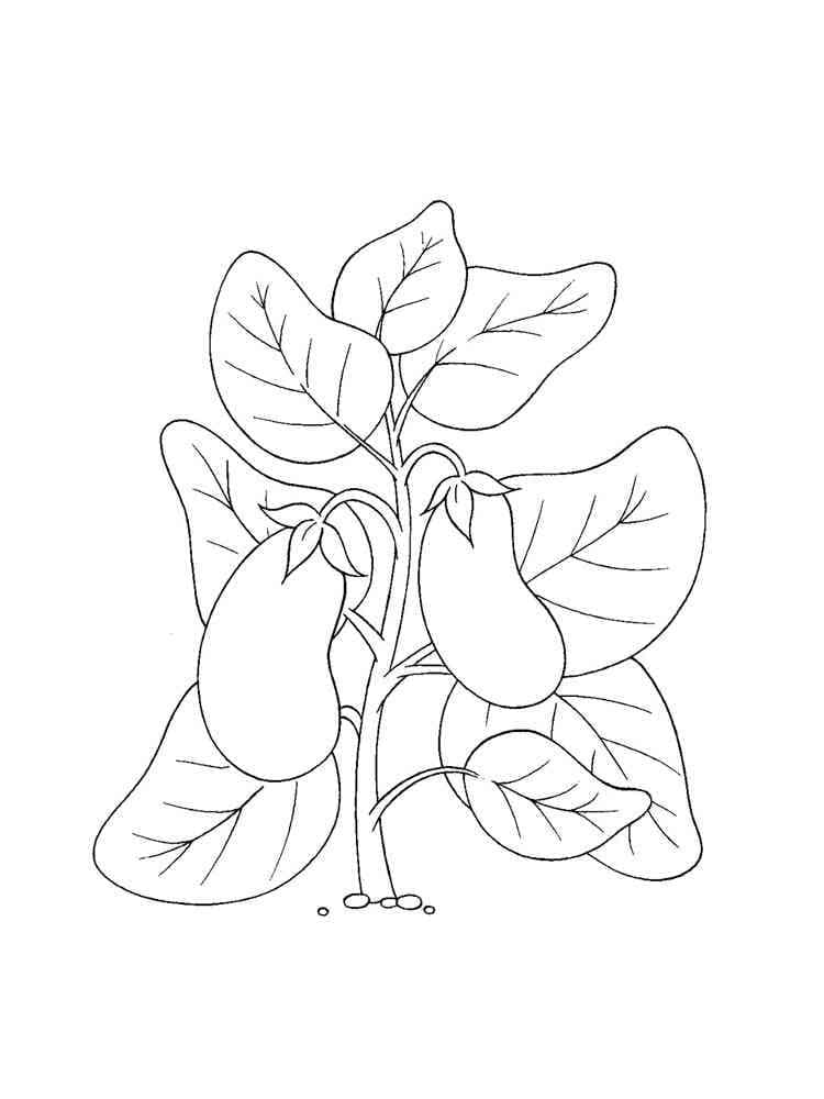Plante d’Aubergine coloring page
