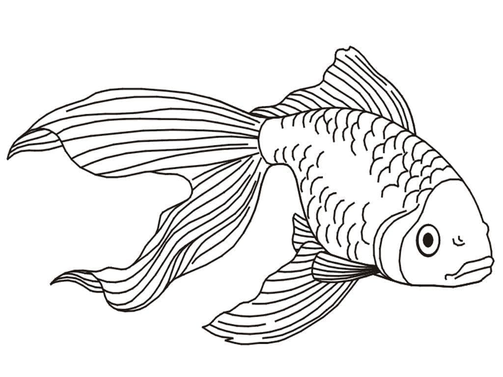 Poisson Rouge Normal coloring page