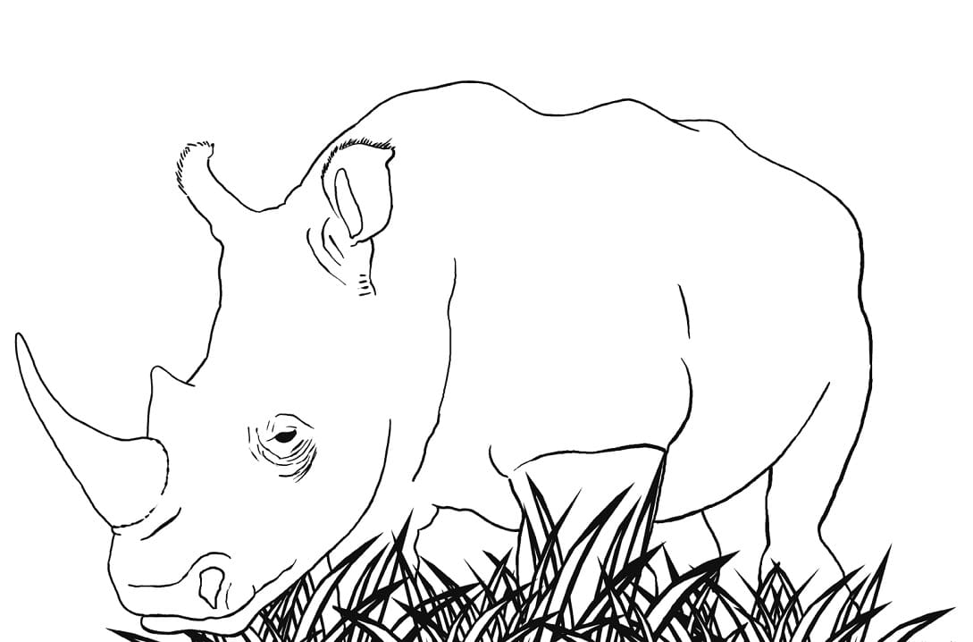 Rhinocéros Blanc coloring page