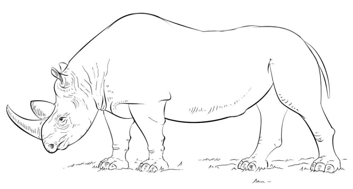 Rhinocéros Debout coloring page