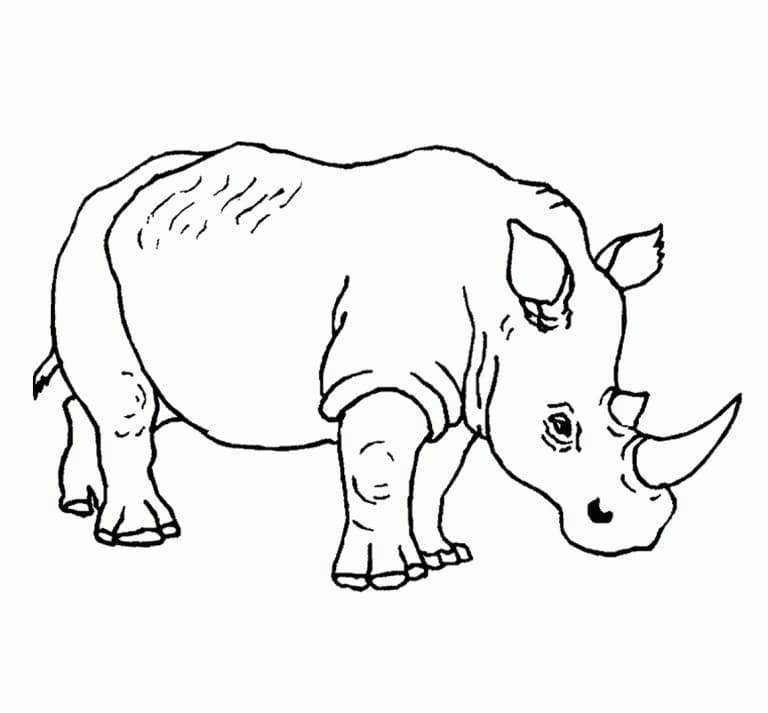 Coloriage Rhinocéros Imprimable