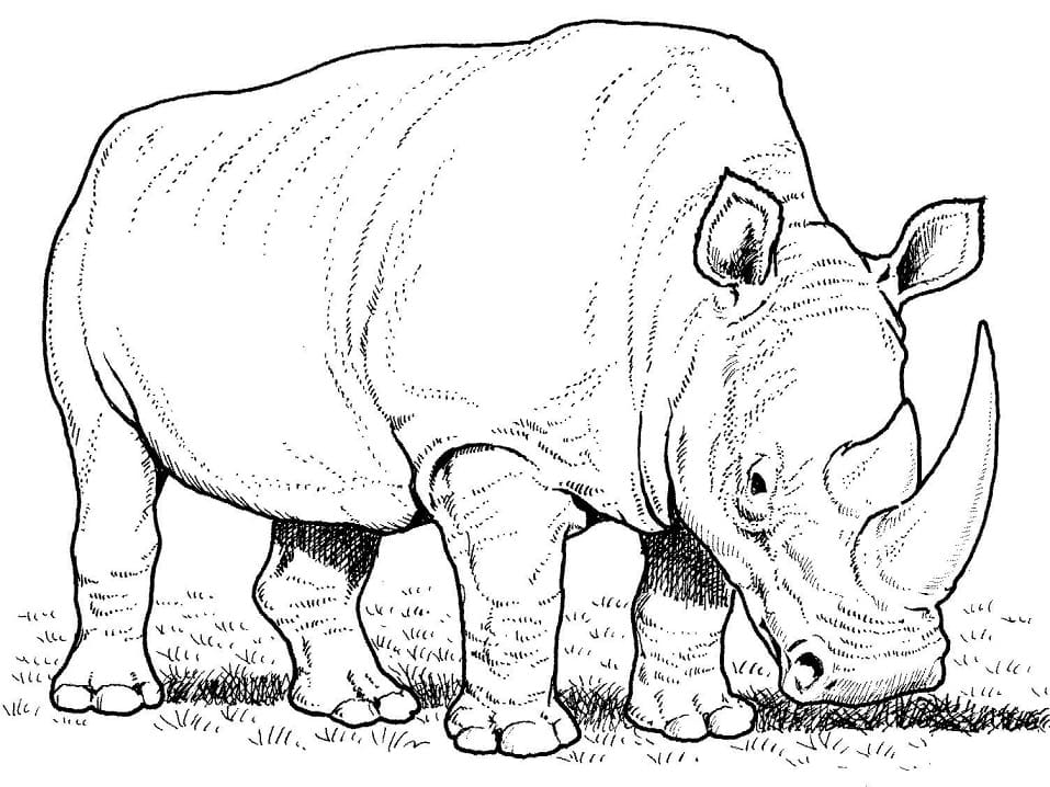 Coloriage Rhinocéros Réaliste