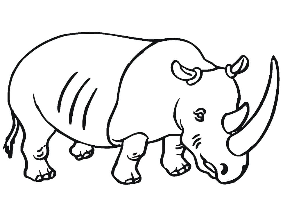 Rhinocéros Régulier coloring page