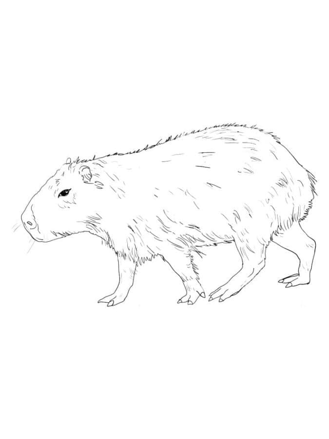 Un Capybara coloring page