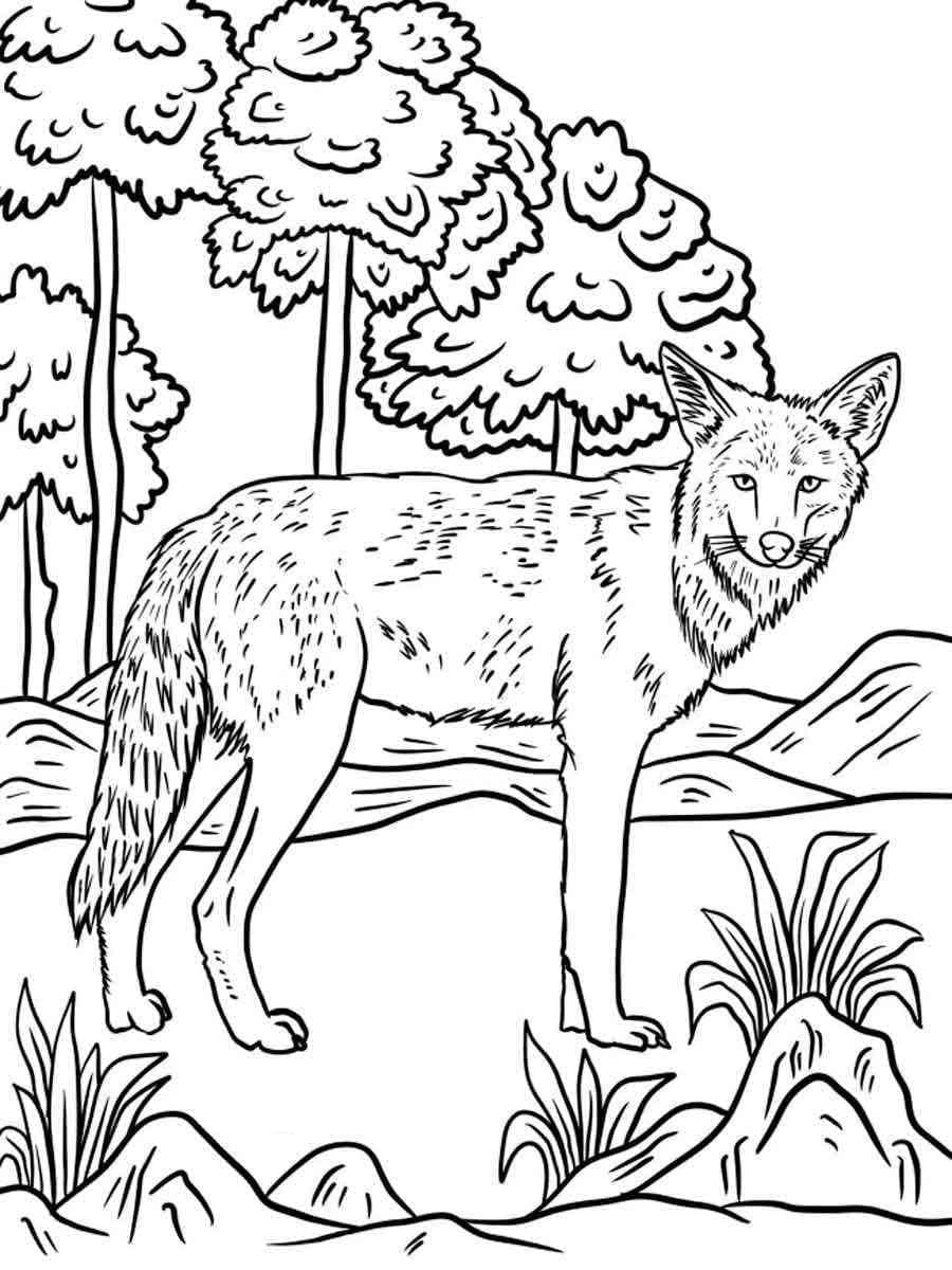 Un Coyote Sauvage coloring page