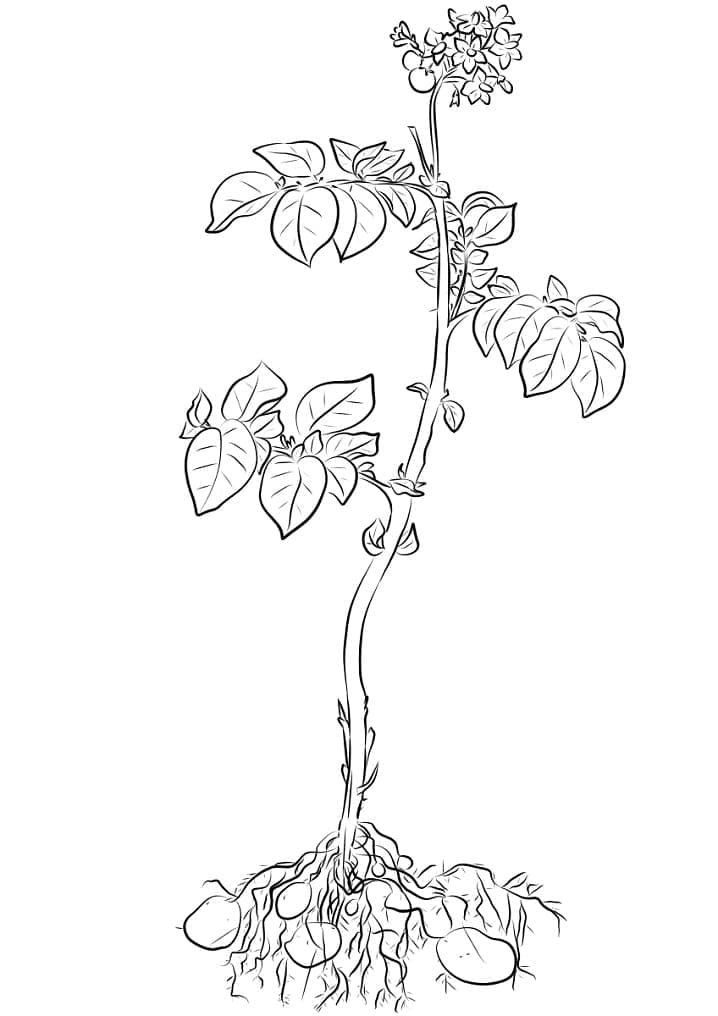 Un Plant de Pomme de Terre coloring page