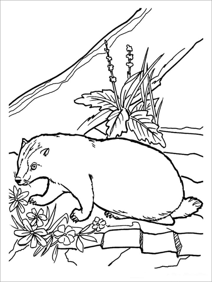 Blaireau et Fleurs coloring page