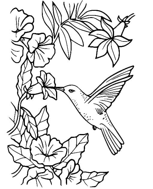 Colibri avec des Fleurs coloring page
