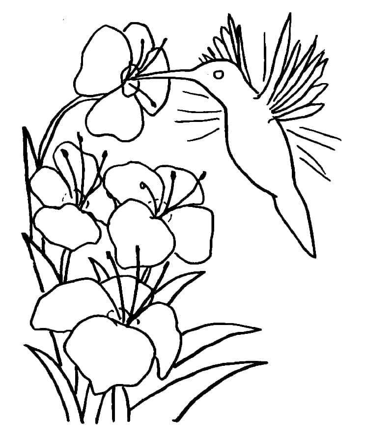 Coloriage Colibri avec Fleurs