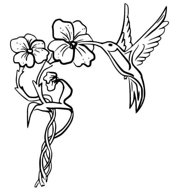 Colibri et Fleurs coloring page