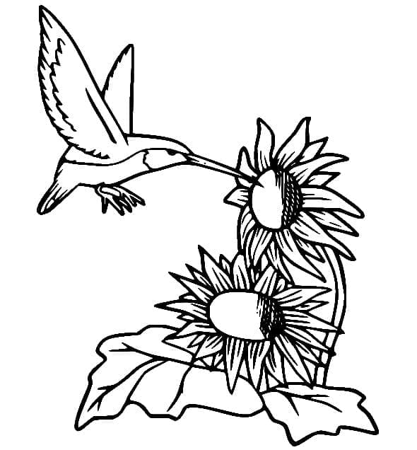 Colibri et Tournesols coloring page